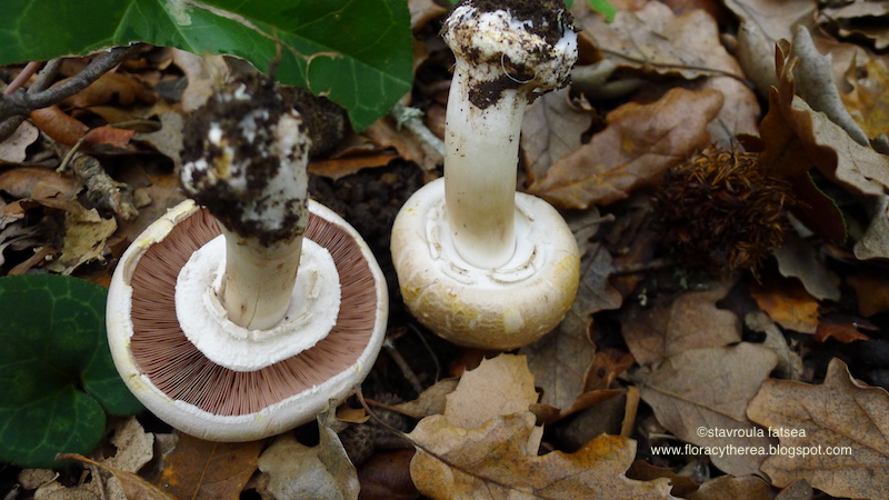 Μαρίες στα Κύθηρα 3 Αγαρικό το ξανθόδερμο