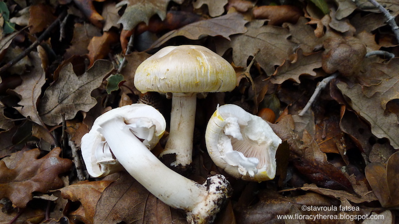 Αγαρικό το ξανθόδερμο