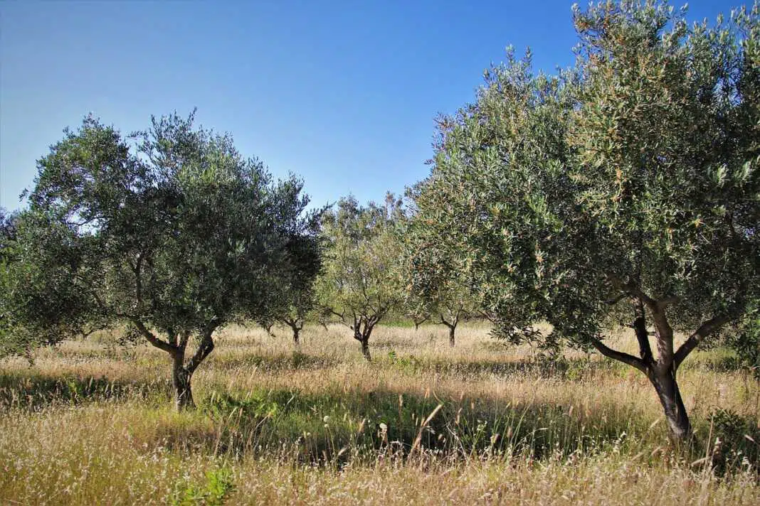 terra-kytheria-ergaleia-efyous-georgias