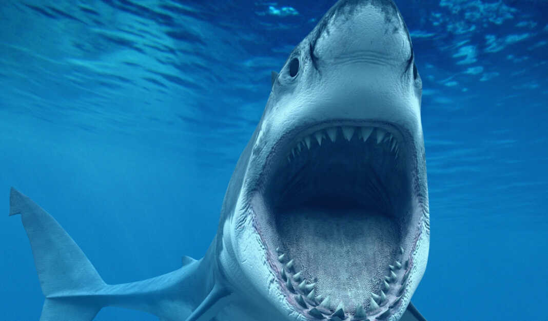 vythos karxarias sagonia