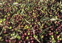 Olives waiting to be turned into olive oil at the Molisur factory