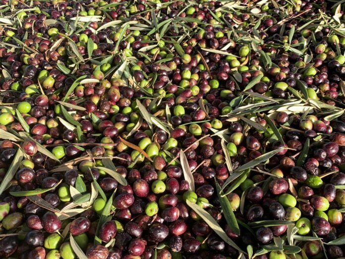 Olives waiting to be turned into olive oil at the Molisur factory
