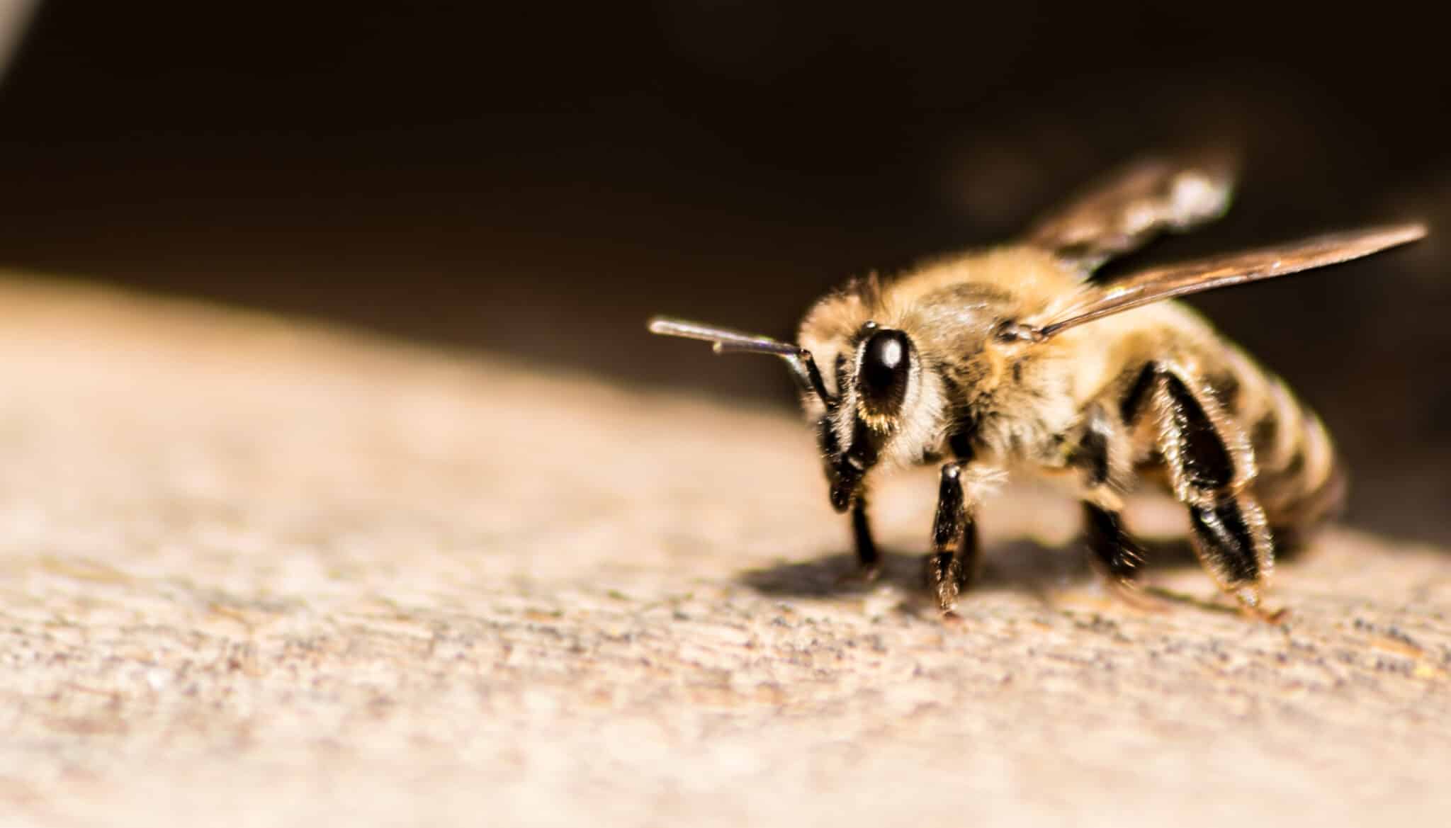 Animal animal photography antenna bee