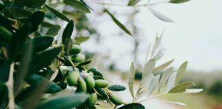 olive-tree-in-croatia-europeinstagram-at-nazarhrbv-stockpack-unsplash, Olive tree in Croatia, Europe.Instagram: @nazarhrbv