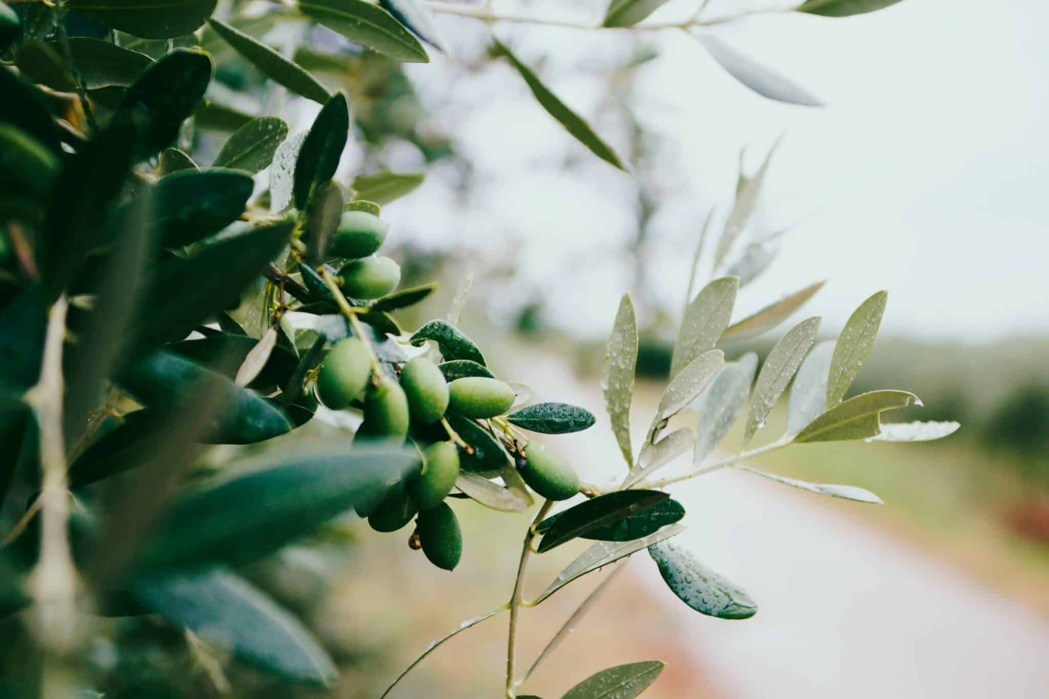 olive-tree-in-croatia-europeinstagram-at-nazarhrbv-stockpack-unsplash, Olive tree in Croatia, Europe.Instagram: @nazarhrbv