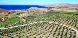 sigri elaiolado Lesvos olive trees