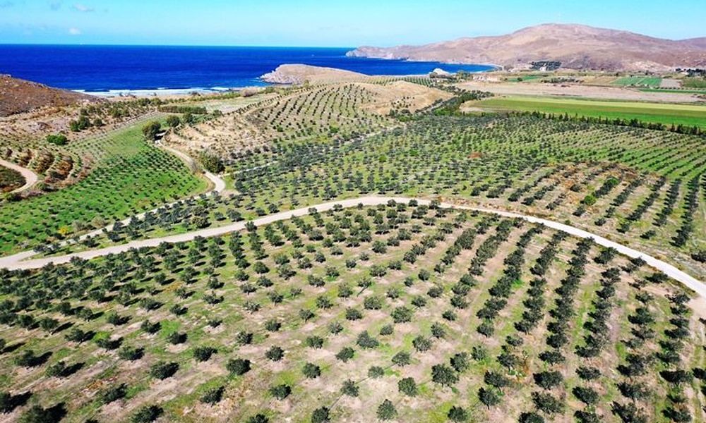 sigri elaiolado Lesvos olive trees