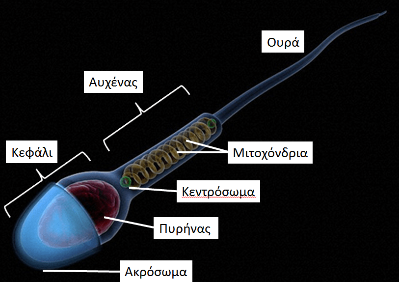 spermatozoario
