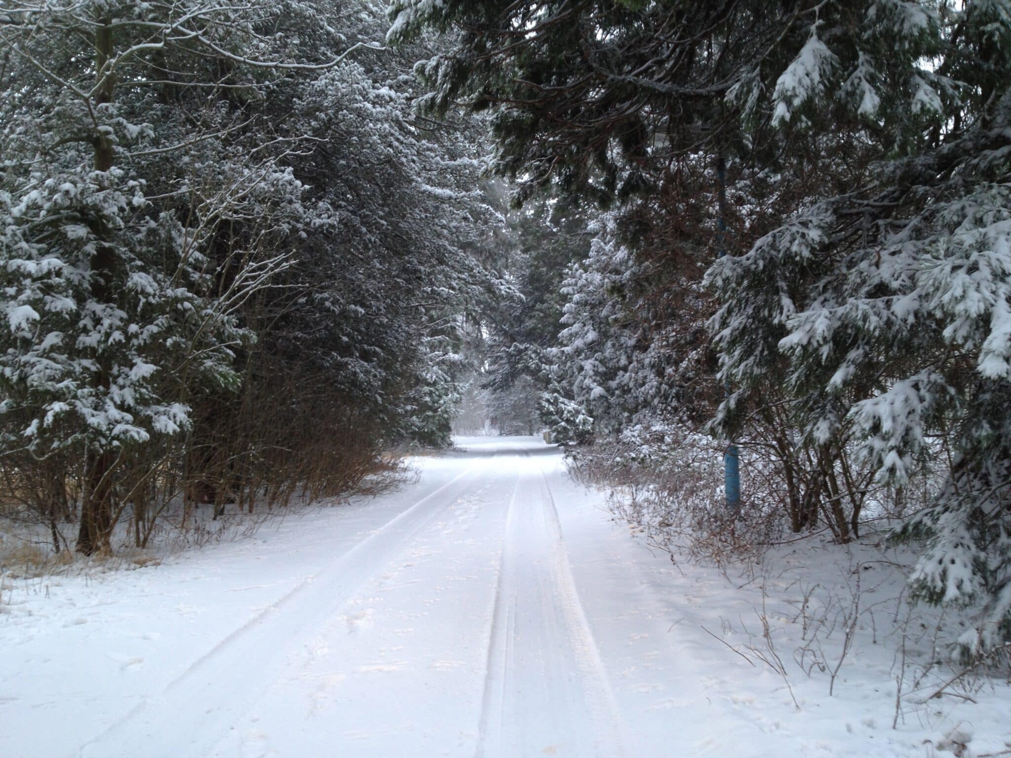 snow, track, trees