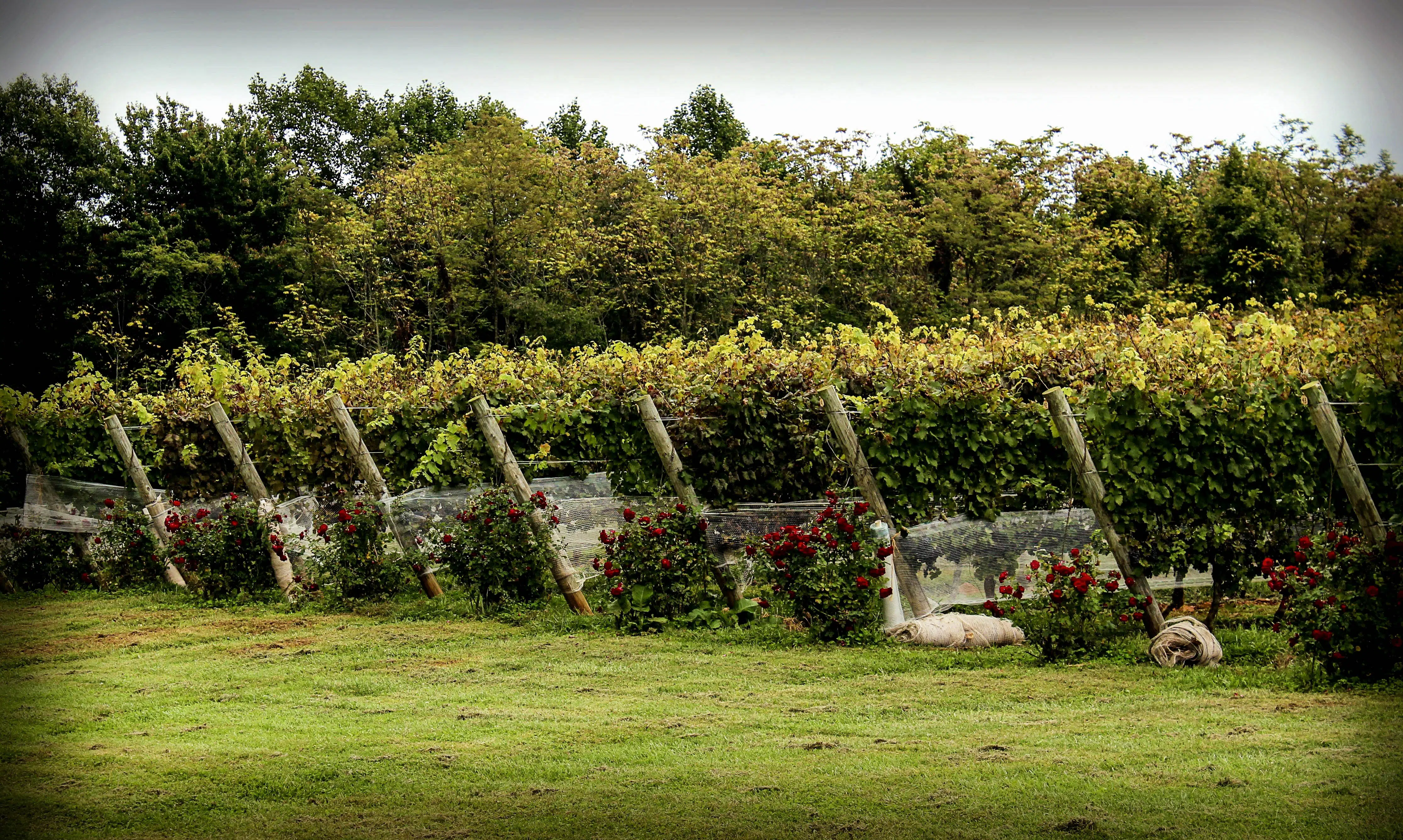 vineyard, bird netting, protection