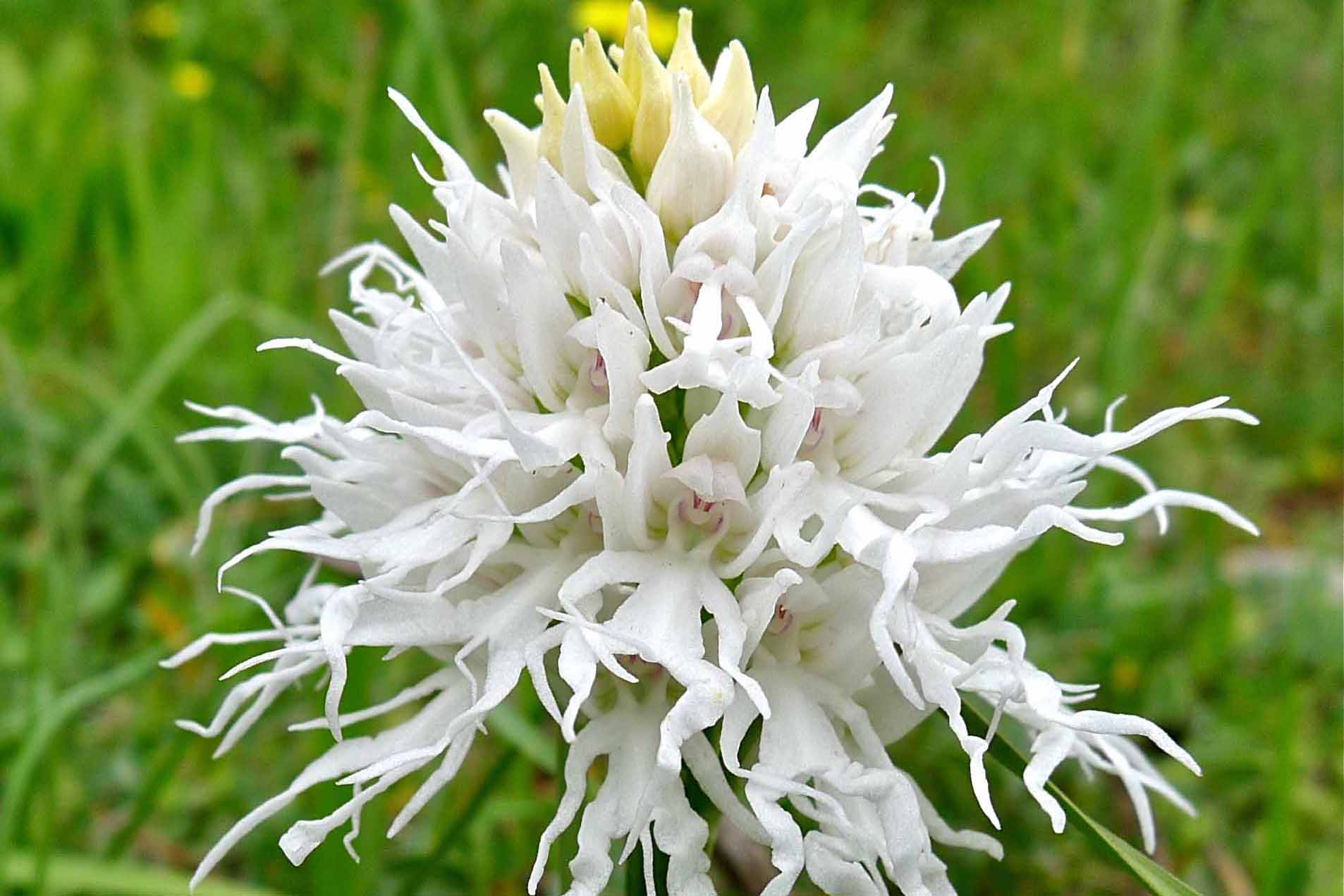 orchis ita albino