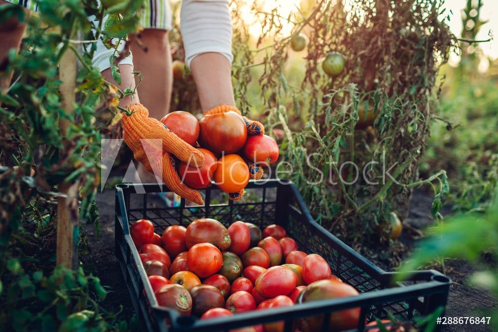Woman farmer putting tomatoes in box on eco farm. Gathering autumn crop of vegetables. Farming, gardening