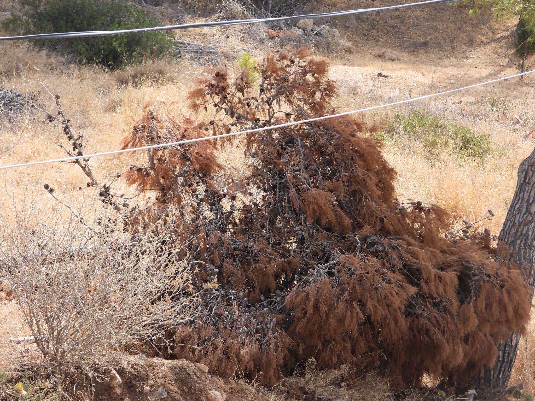 Καψάλι Κύθηρα άλσος