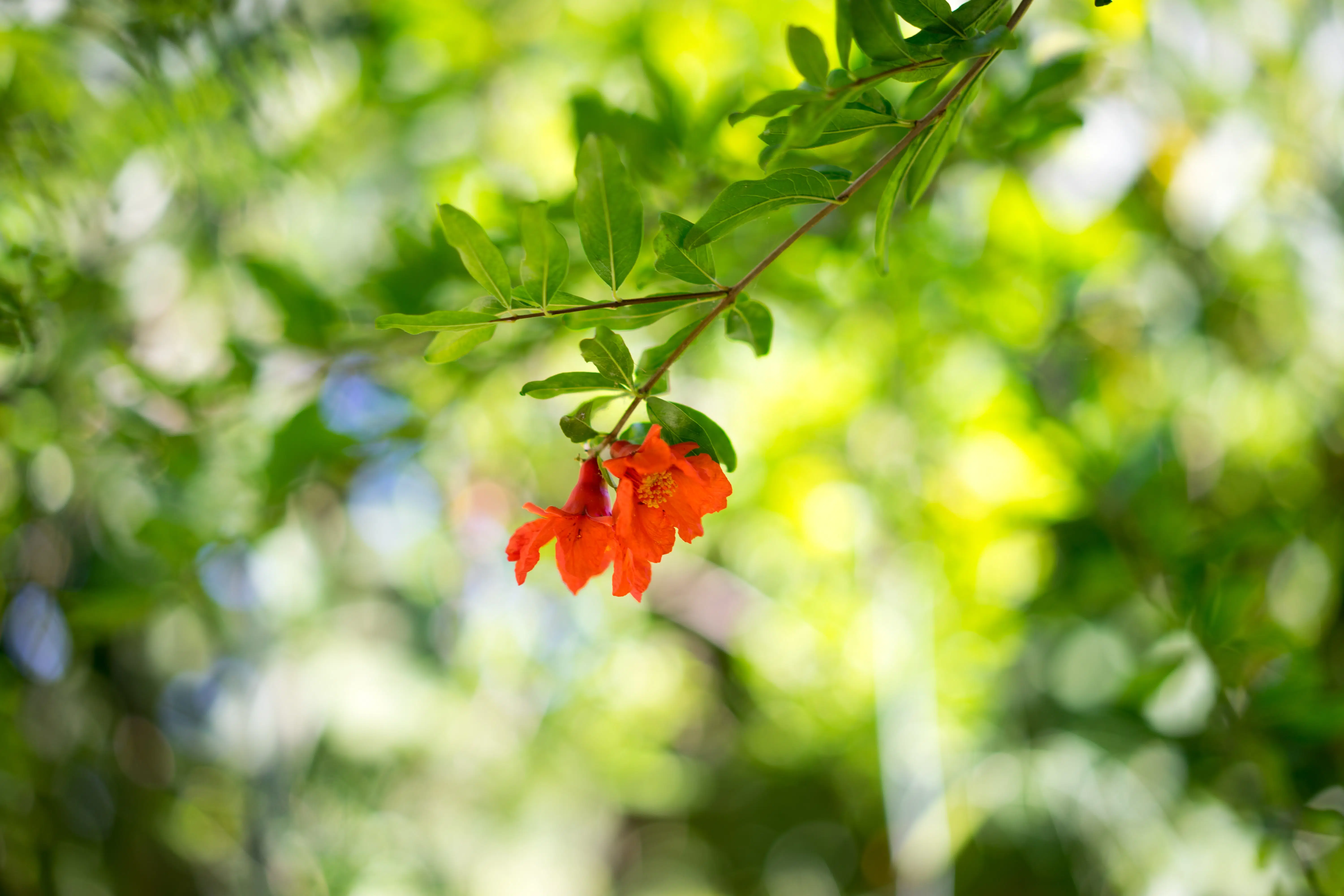 Pomegranate flower