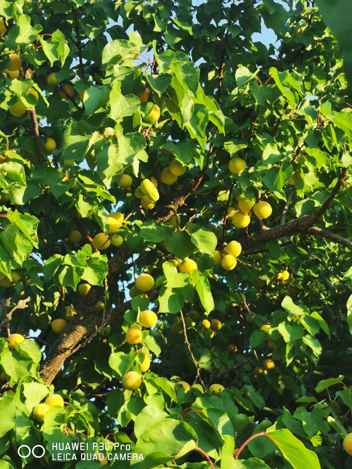 κομπόστα κύθηρα φυσική διατροφή