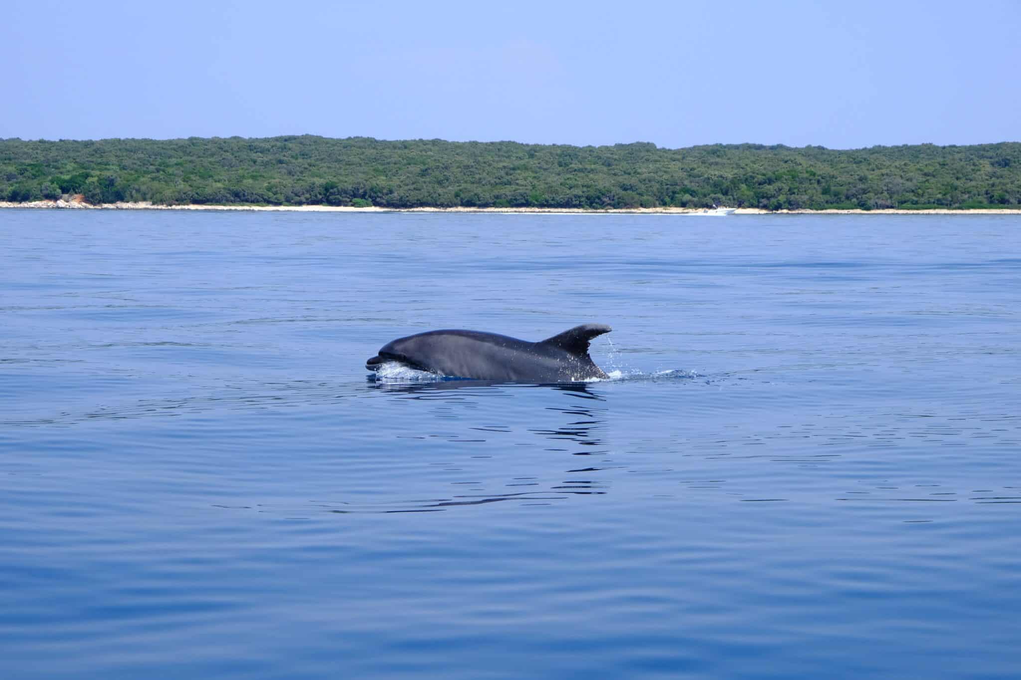 Free dolphin in Adriatic Sea (Mediterranean Sea). Losinj and surrounding islands in Croatia host a resident population of more than 200 bottlenose Dolphins
