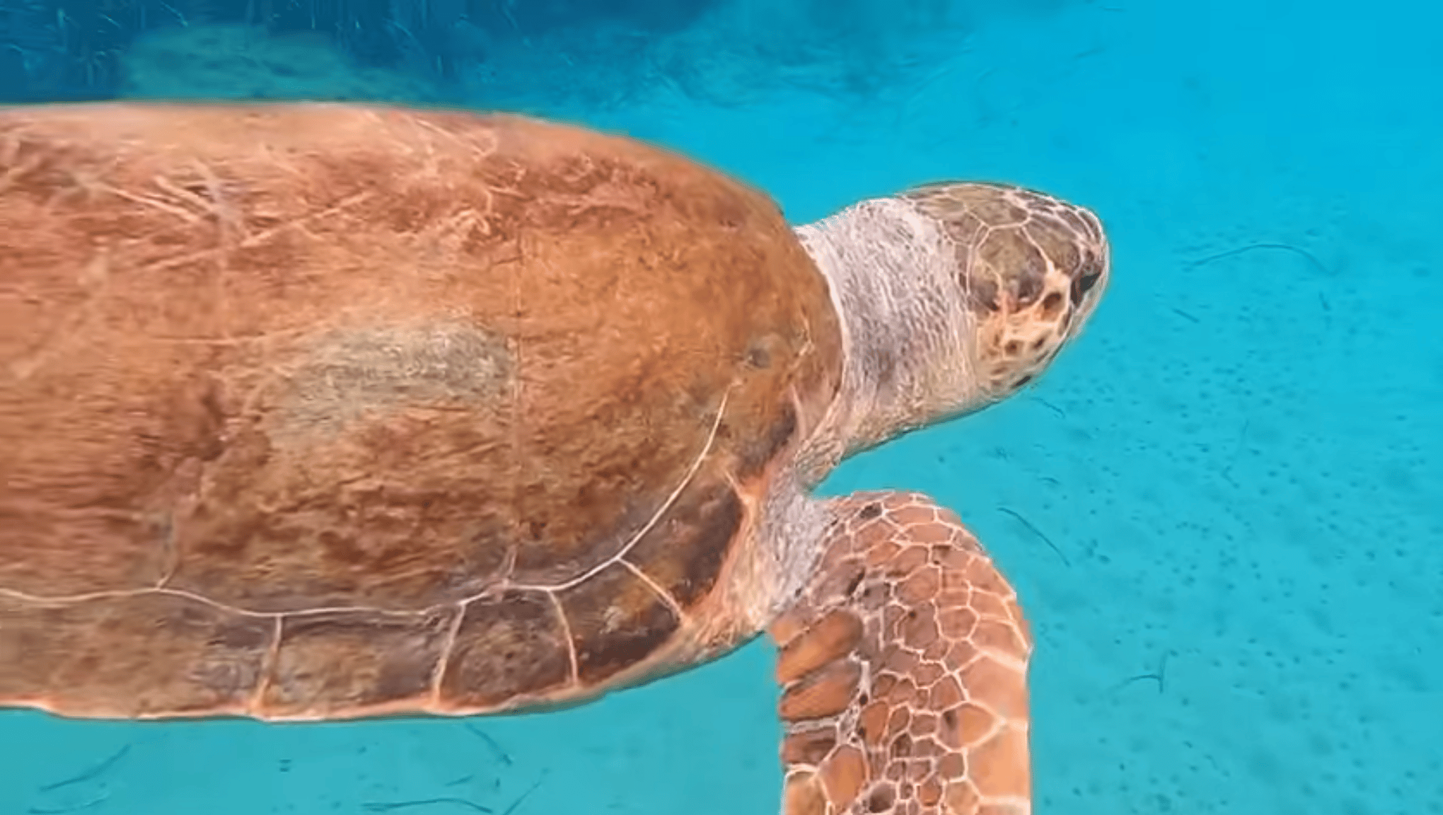 kapsali-sea-turtle3