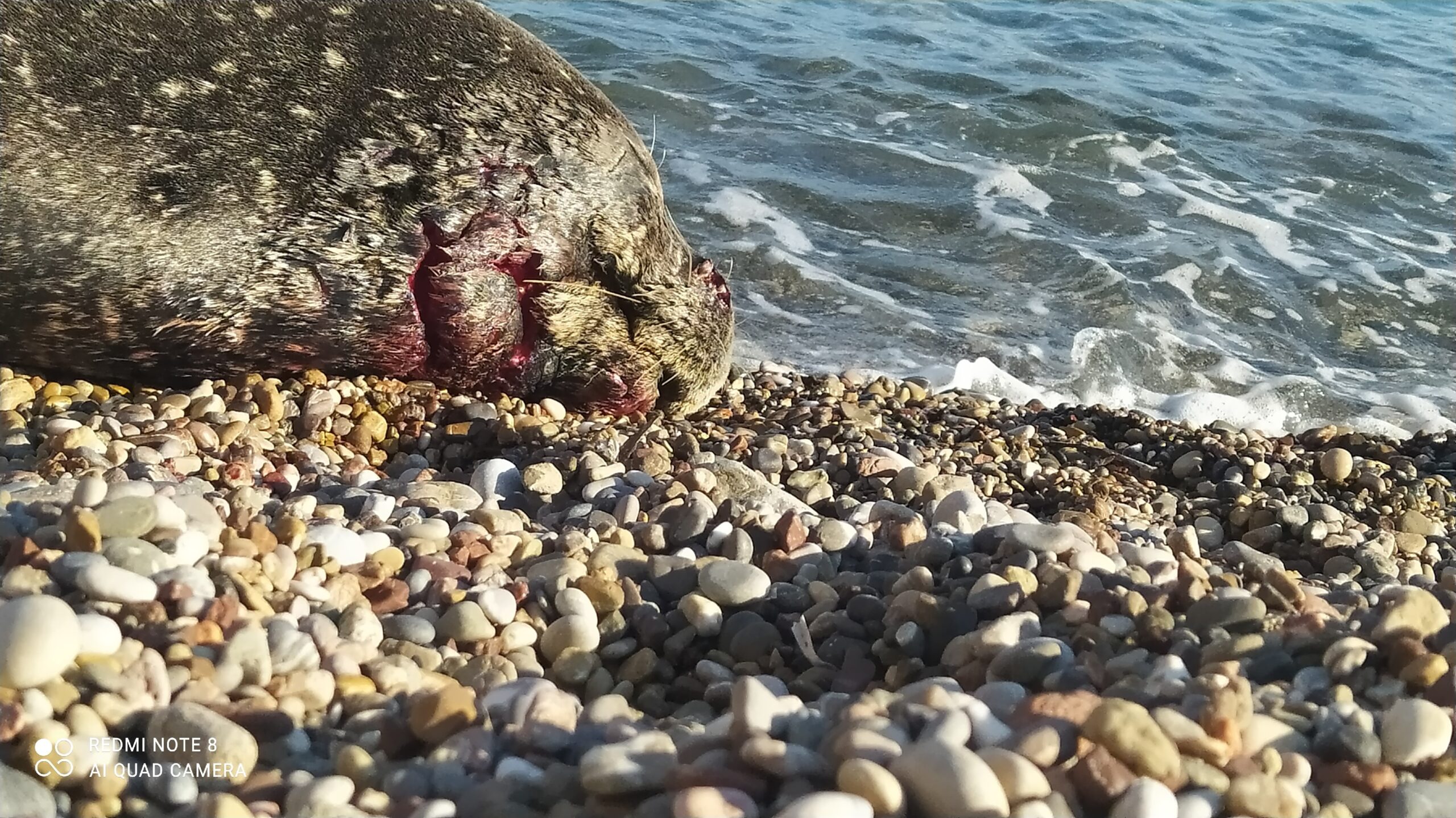 Χαλκός: Ενημέρωση για την τραυματισμένη φώκια - Οδηγίες σε περαστικούς (photos + video) 4 fokia xalkos1 scaled