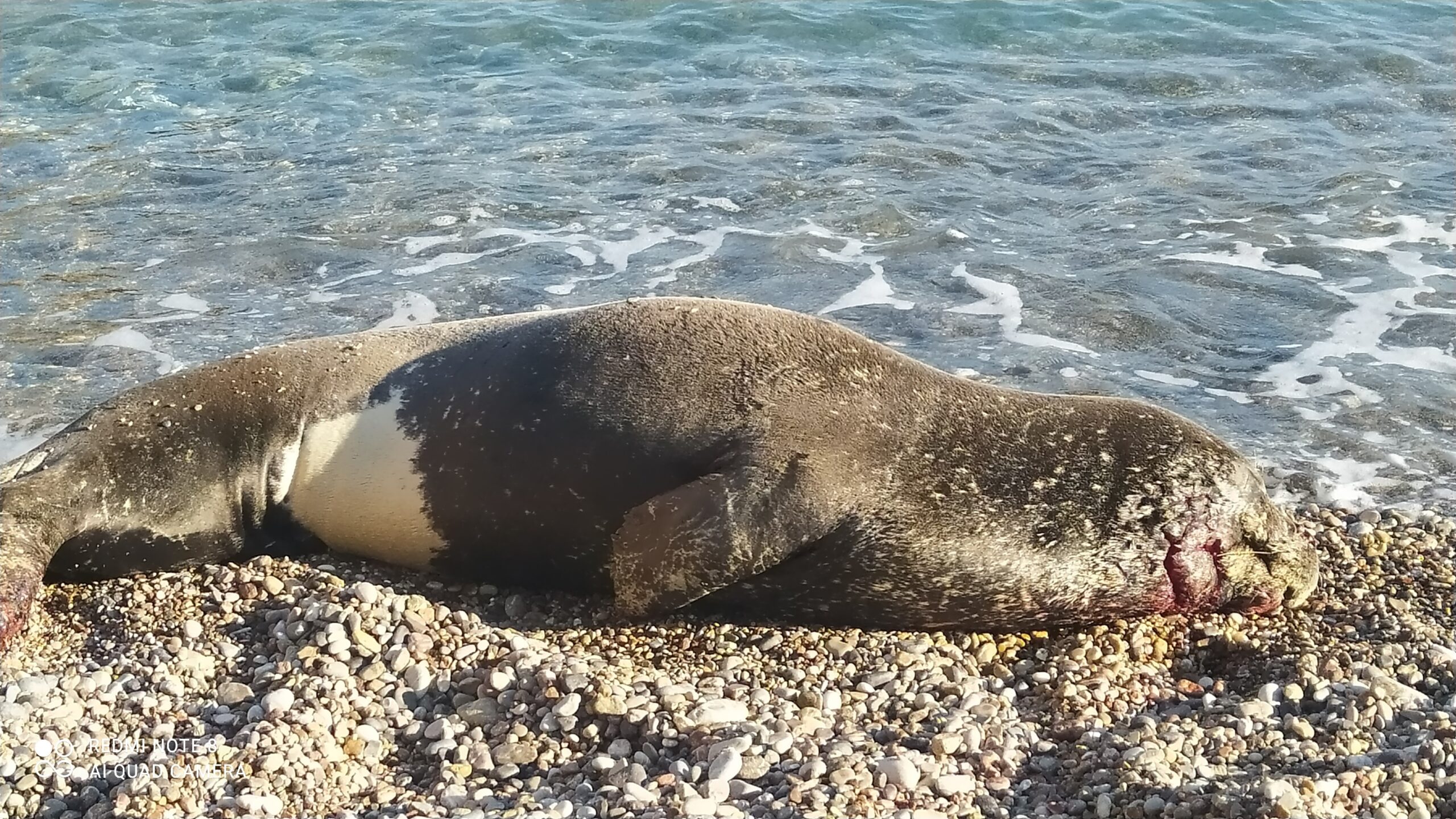 Χαλκός: Ενημέρωση για την τραυματισμένη φώκια - Οδηγίες σε περαστικούς (photos + video) 1 fokia xalkos2 scaled