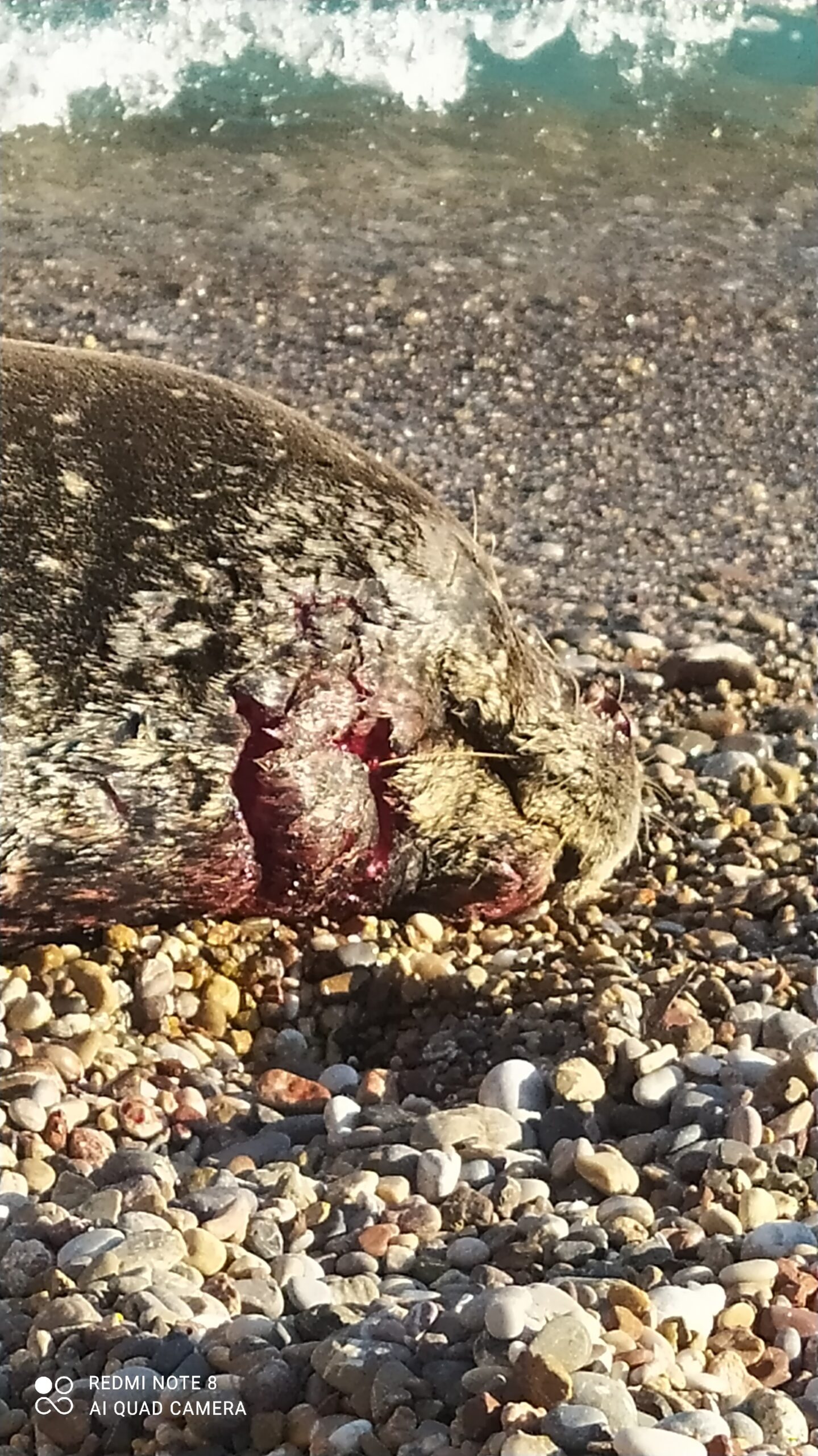 Χαλκός: Ενημέρωση για την τραυματισμένη φώκια - Οδηγίες σε περαστικούς (photos + video) 2 fokia xalkos3 scaled