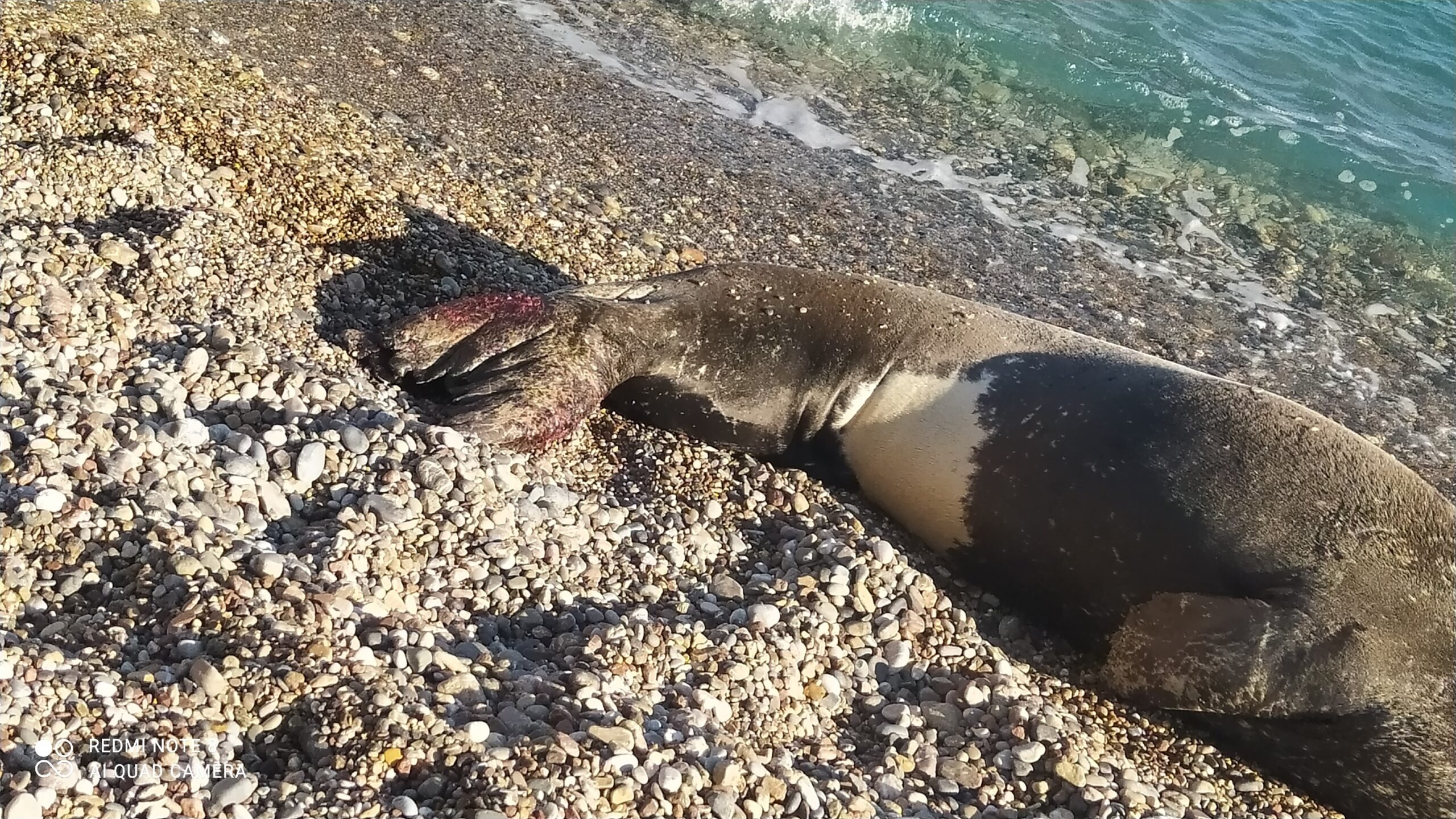 Χαλκός: Ενημέρωση για την τραυματισμένη φώκια - Οδηγίες σε περαστικούς (photos + video) 3 fokia xalkos4 scaled