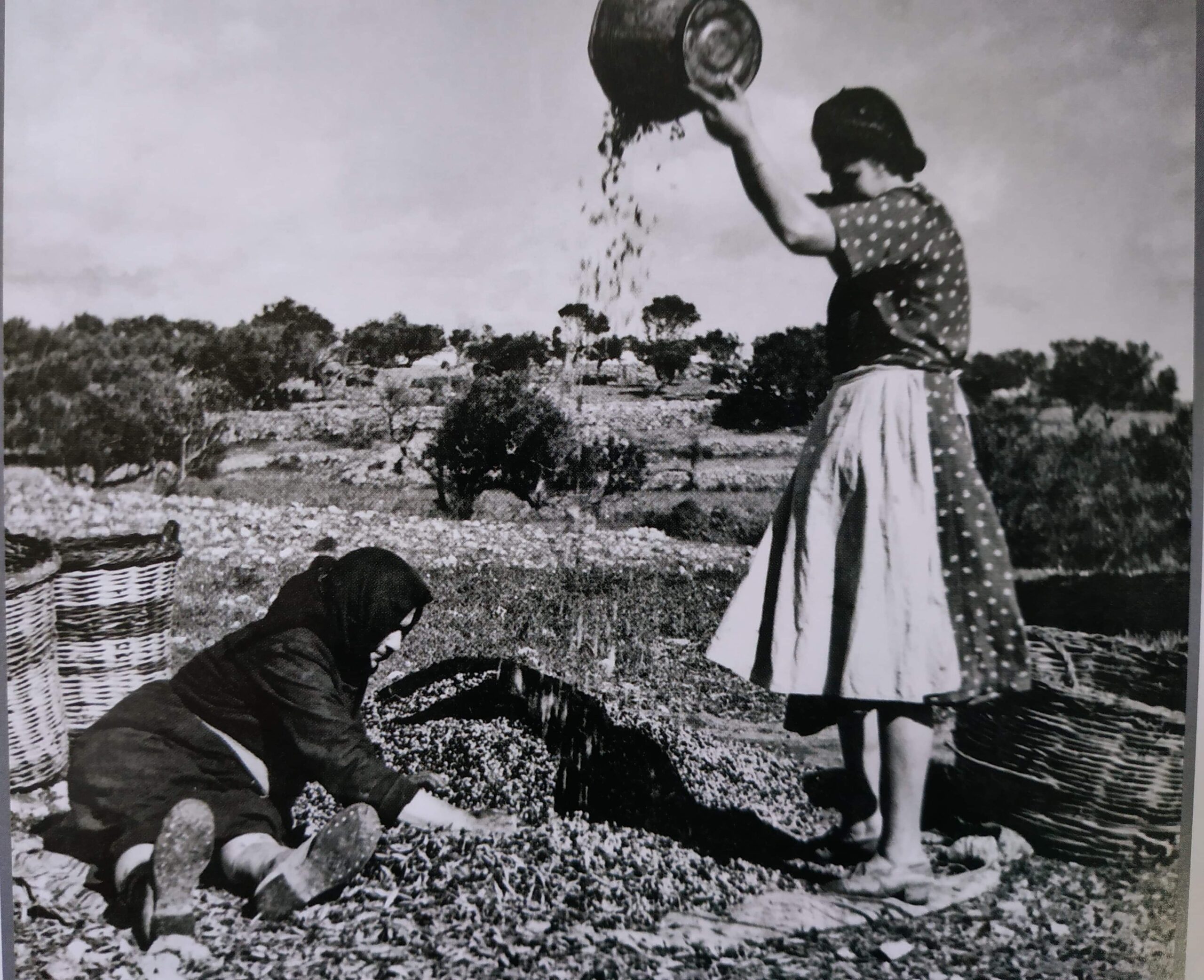 palia tsirigotissa agrotissa1 scaled