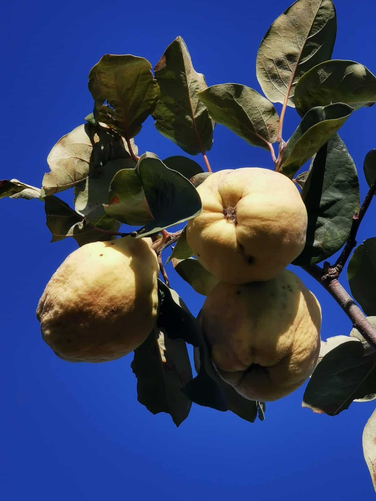 Ταβέρνα Φιλιώ προϊόντα