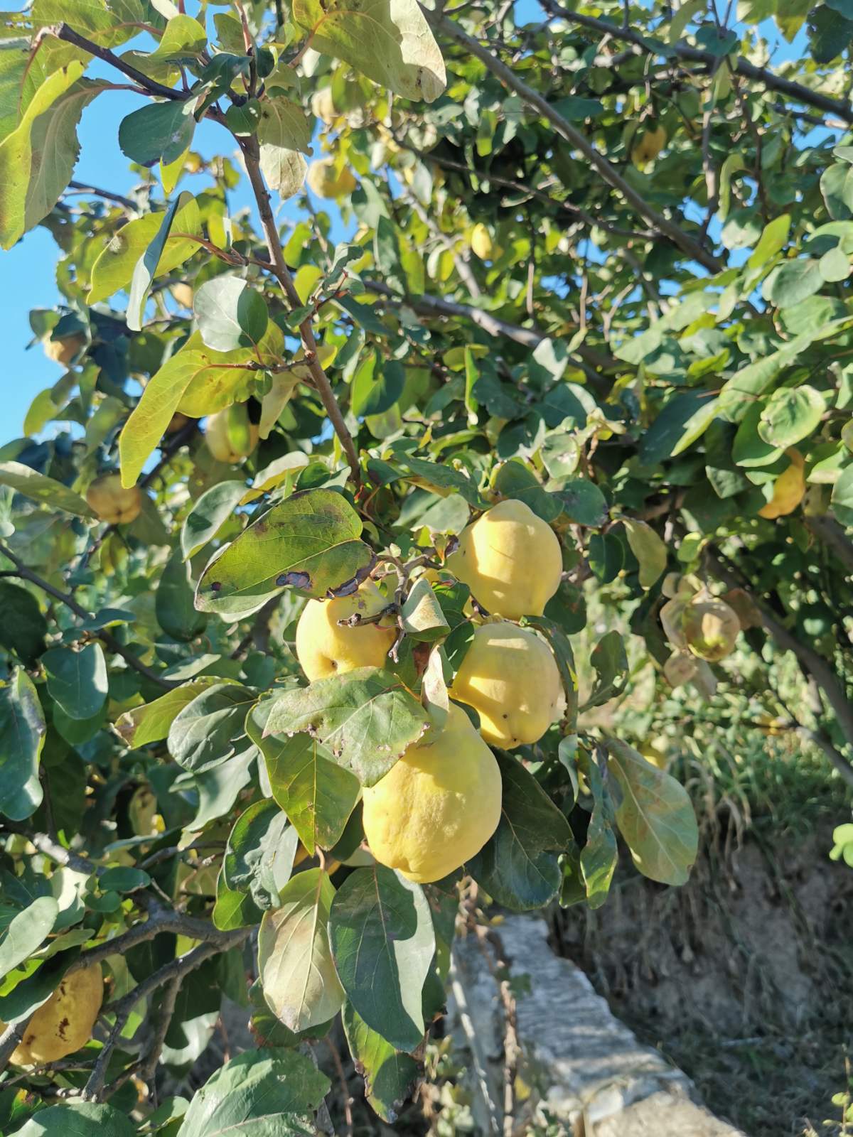 Ταβέρνα Φιλιώ προϊόντα