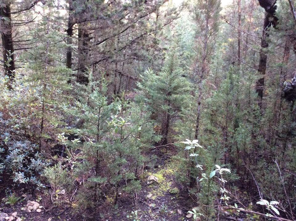 Λουραντιάνικα ή Κάτω Χωρίον. Απόκρυφες ομορφιές των Κυθήρων 2 lourantianika kato