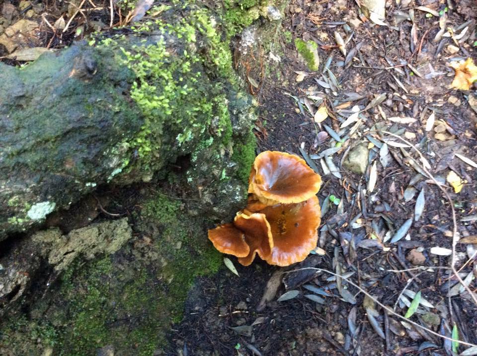 Λουραντιάνικα ή Κάτω Χωρίον. Απόκρυφες ομορφιές των Κυθήρων 3 lourantianika kato