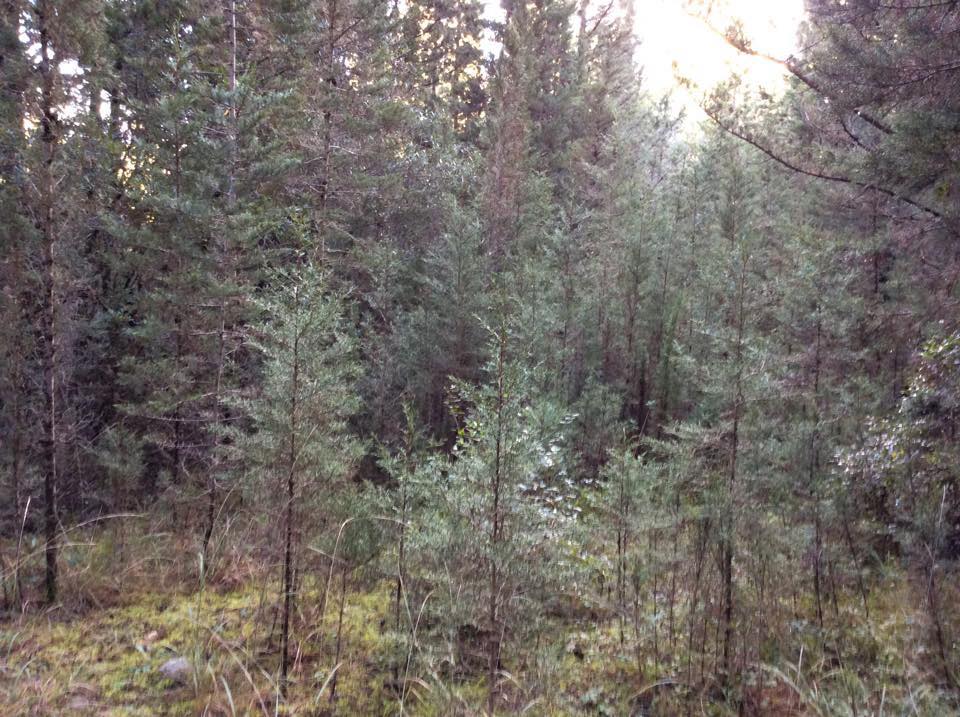 Λουραντιάνικα ή Κάτω Χωρίον. Απόκρυφες ομορφιές των Κυθήρων 5 lourantianika kato