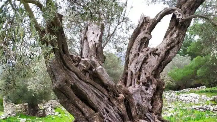 υπεραιωνόβιες ελιές