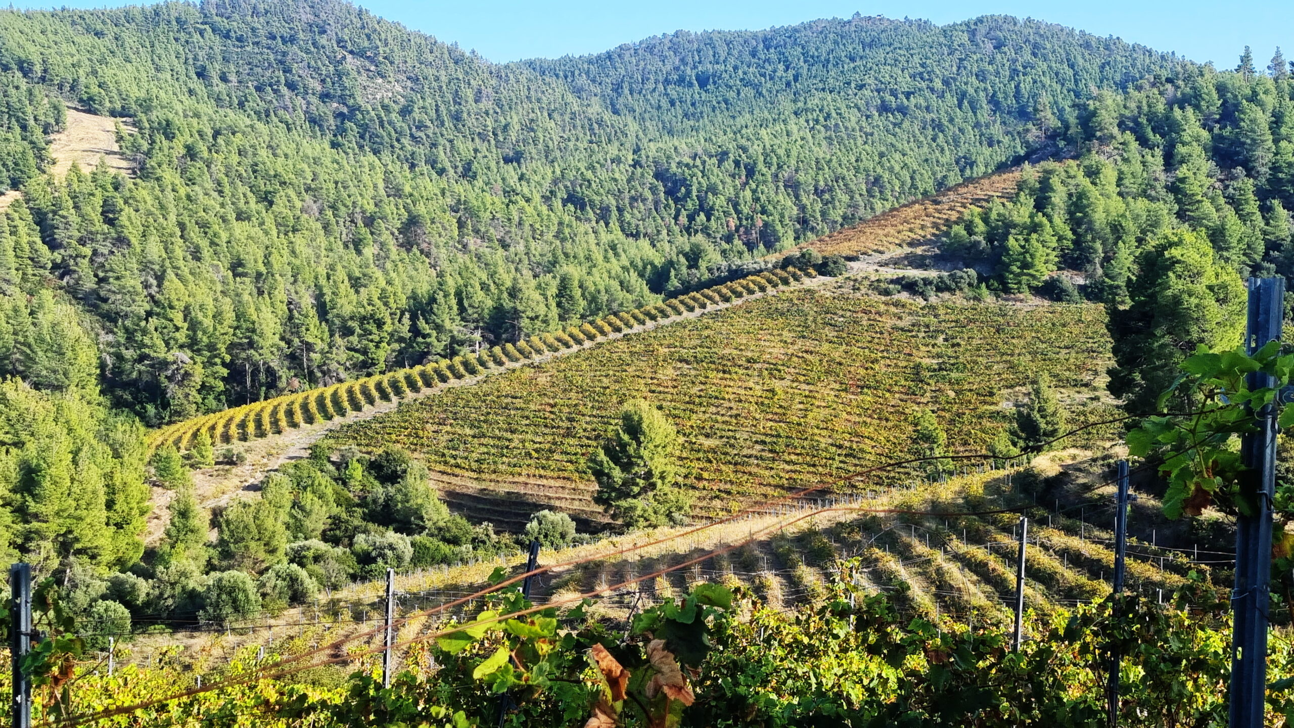 Αναγεννάται ο μεγαλύτερος βιολογικός αμπελώνας της Ελλάδας