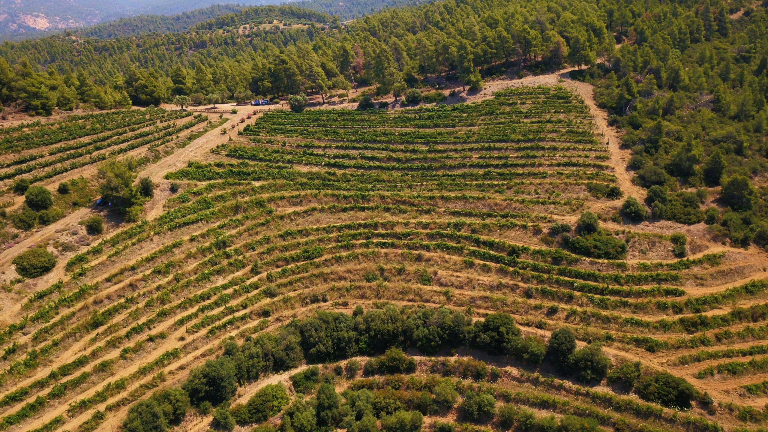 10521826754845.ΑΠΟΨΗ ΑΜΠΕΛΩΝΑ 2 scaled