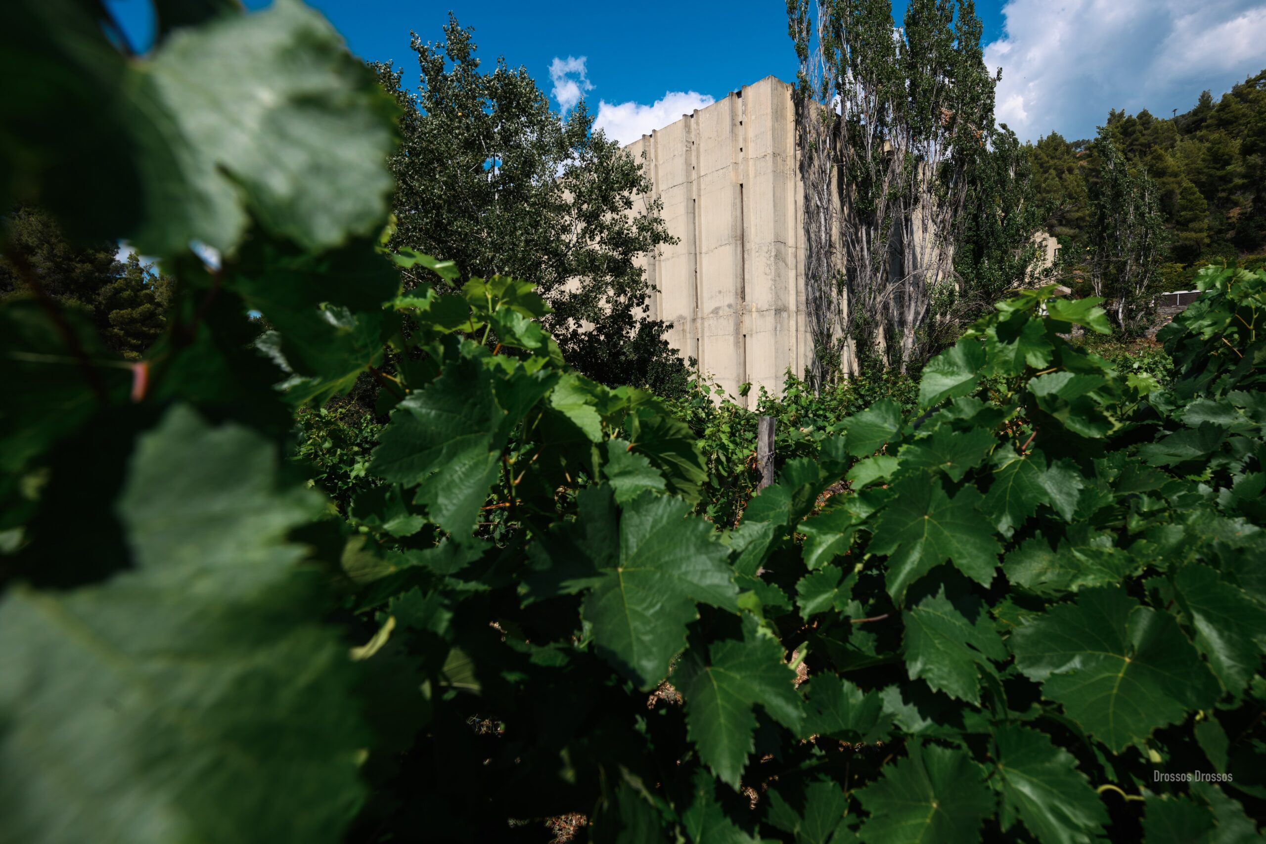 10523426754845.ΟΙΝΟΠΟΙΕΙΟ scaled