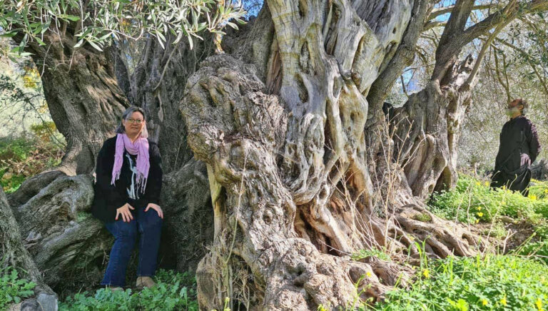 «Τέχνη κατ’αγρόν». Προστατεύοντας αρχαία ελαιόδεντρα
