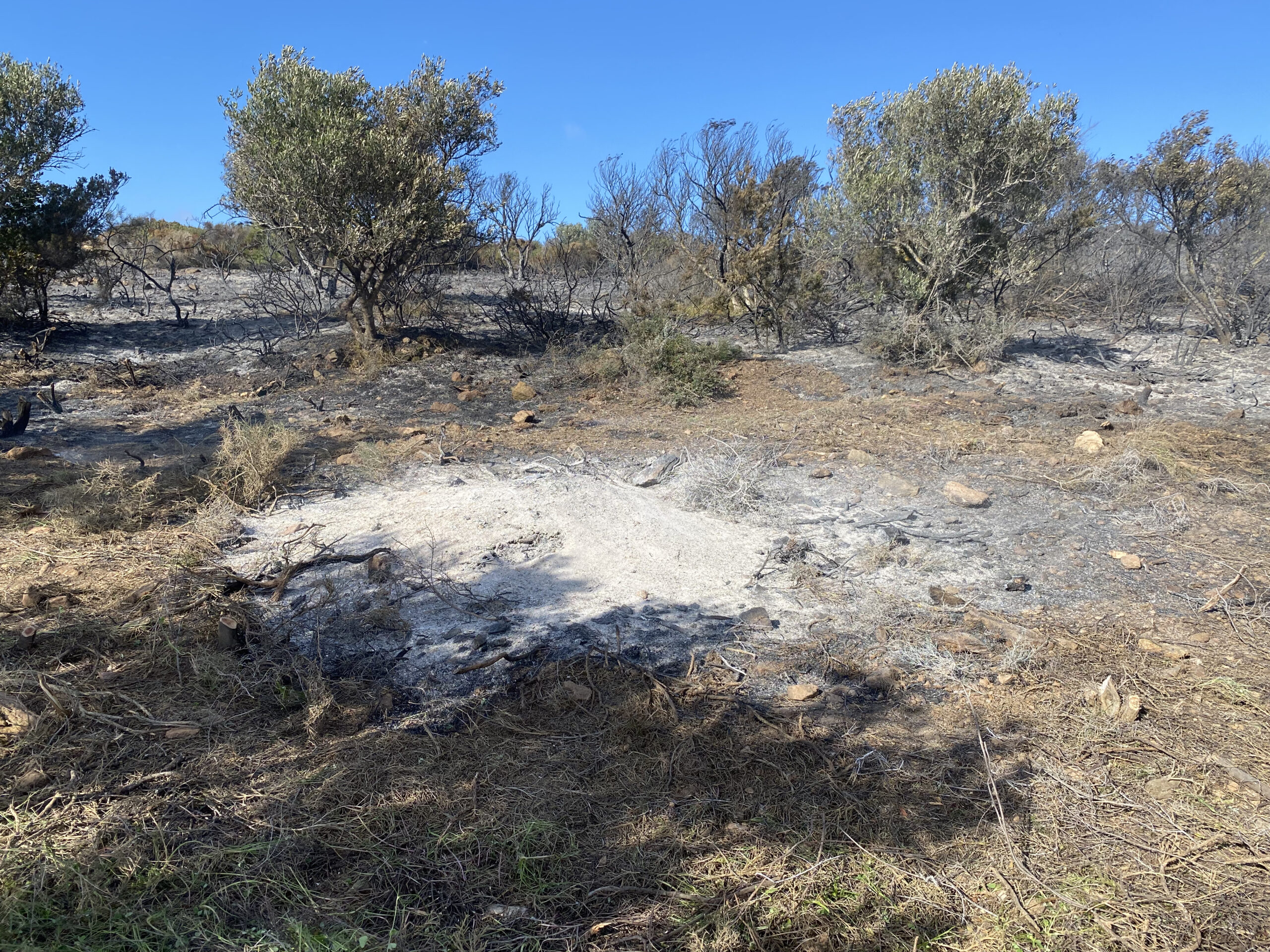 φωτιά Κύθηρα πυροσβεστες