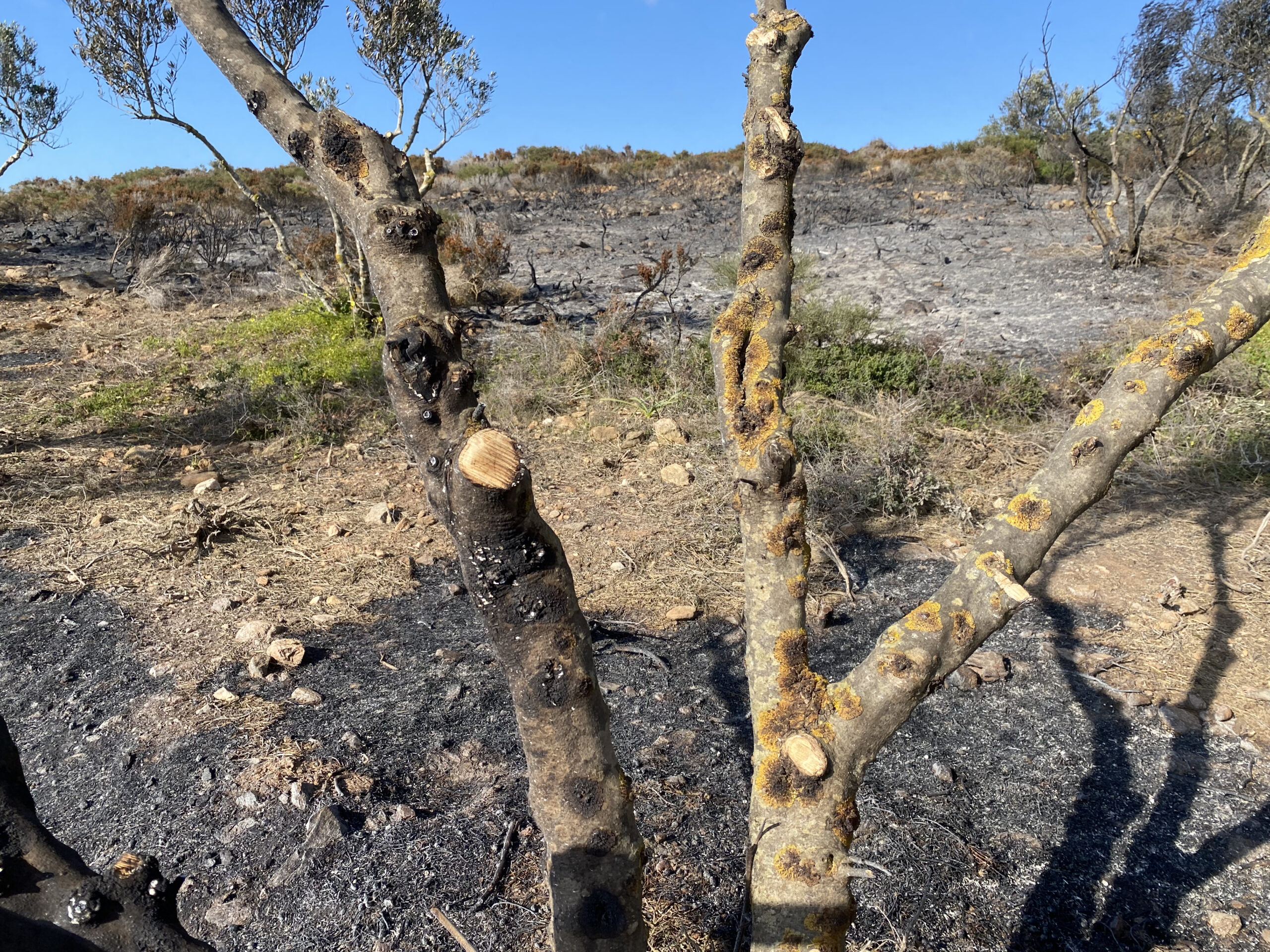 φωτιά Κύθηρα πυροσβεστες