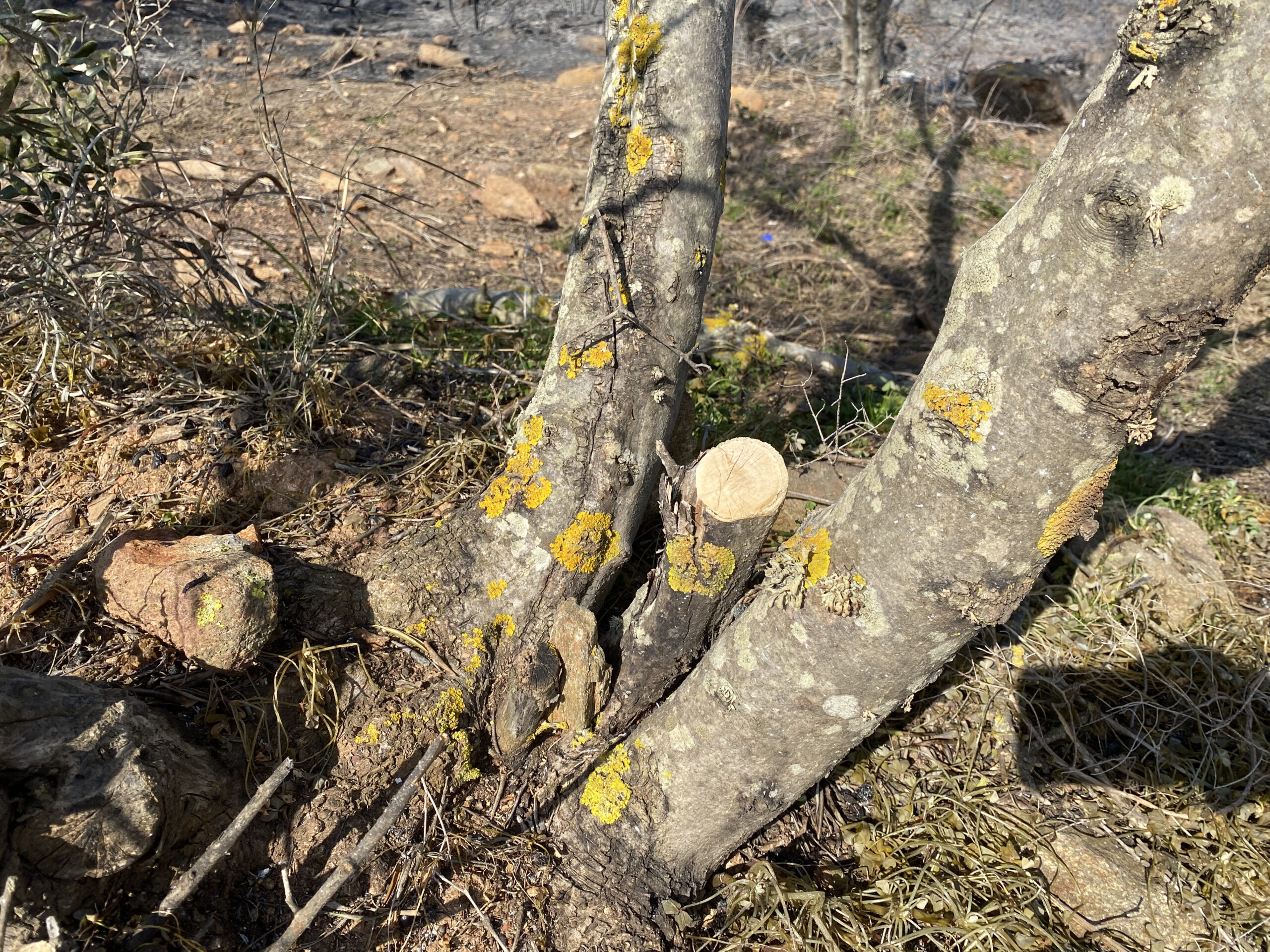 φωτιά Κύθηρα πυροσβεστες