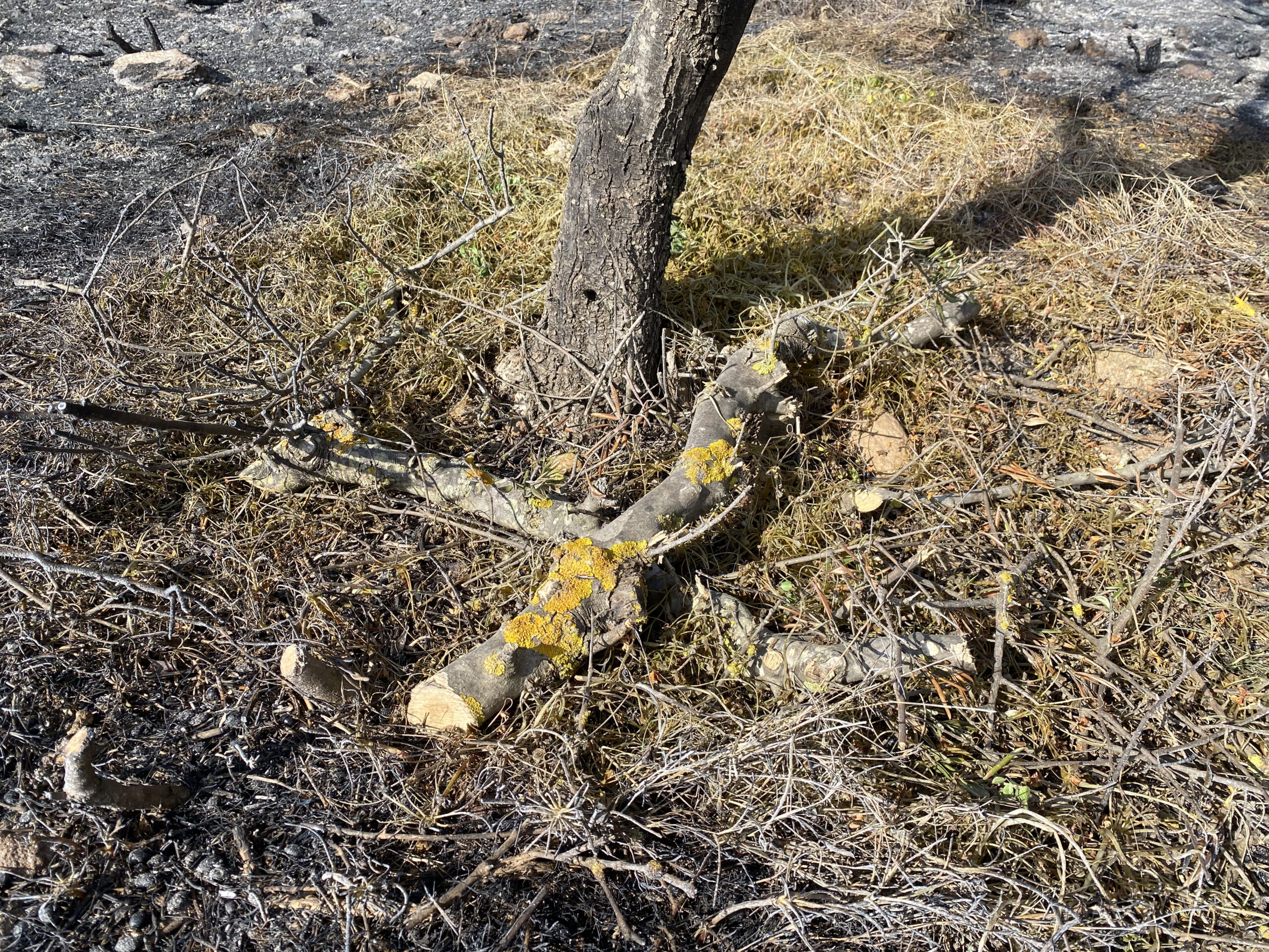 φωτιά Κύθηρα πυροσβεστες