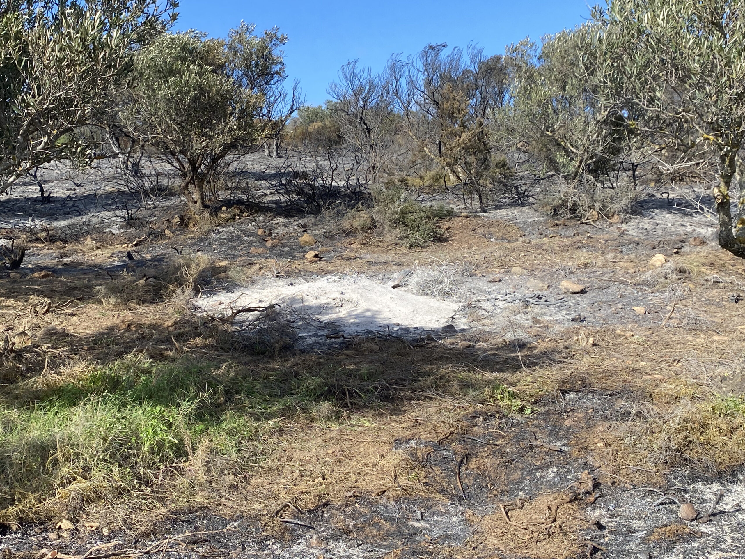 φωτιά Κύθηρα πυροσβεστες