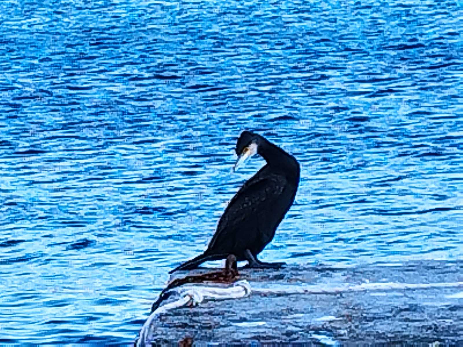 Ένας «Τσιριγώτης» Κορμοράνος στο Καψάλι 3 kormoranos Phalacrocorax carbo Great cormorant