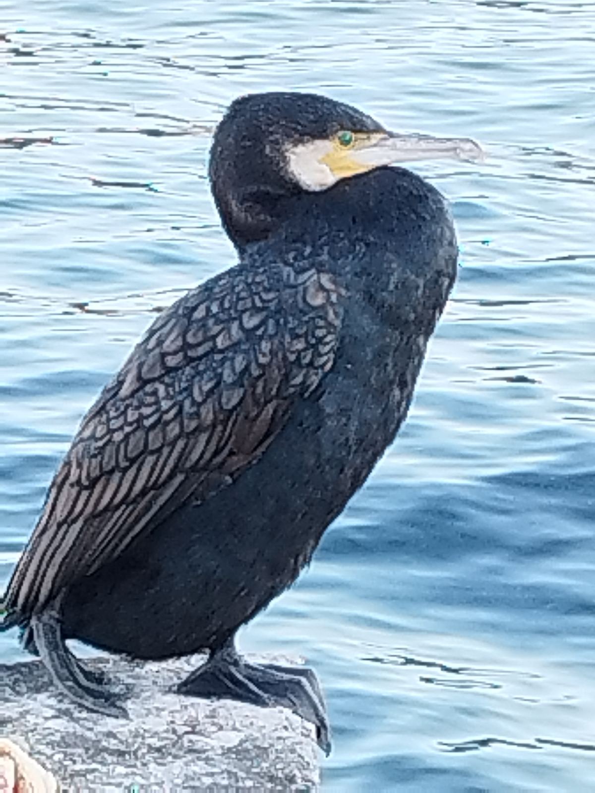 Ένας «Τσιριγώτης» Κορμοράνος στο Καψάλι 1 kormoranos Phalacrocorax carbo Great cormorant