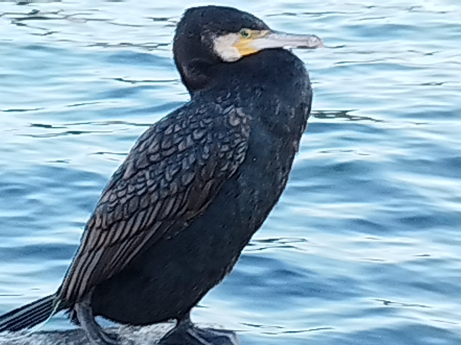 Ένας «Τσιριγώτης» Κορμοράνος στο Καψάλι 2 kormoranos Phalacrocorax carbo Great cormorant