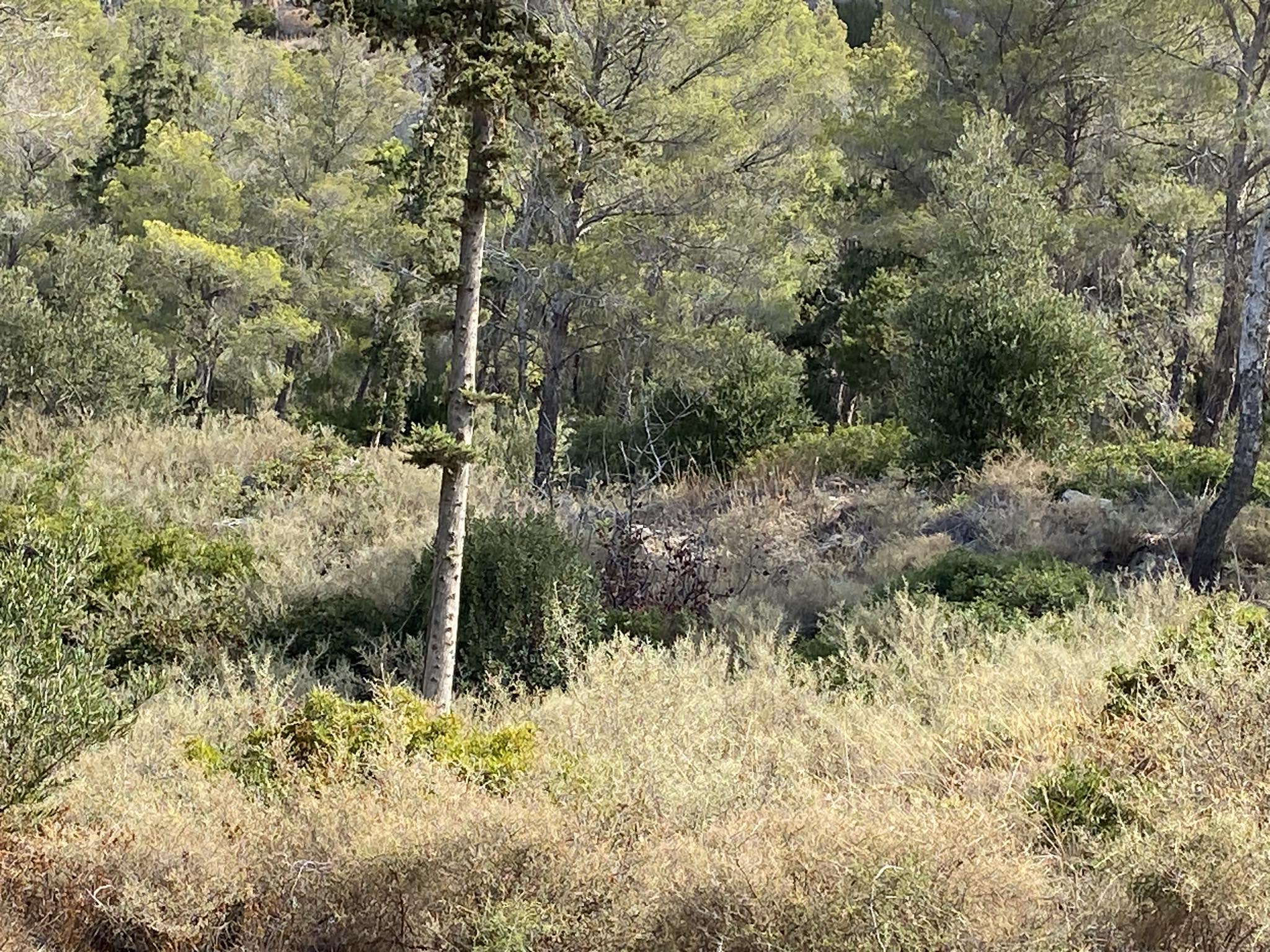 Άλσος Καψαλίου