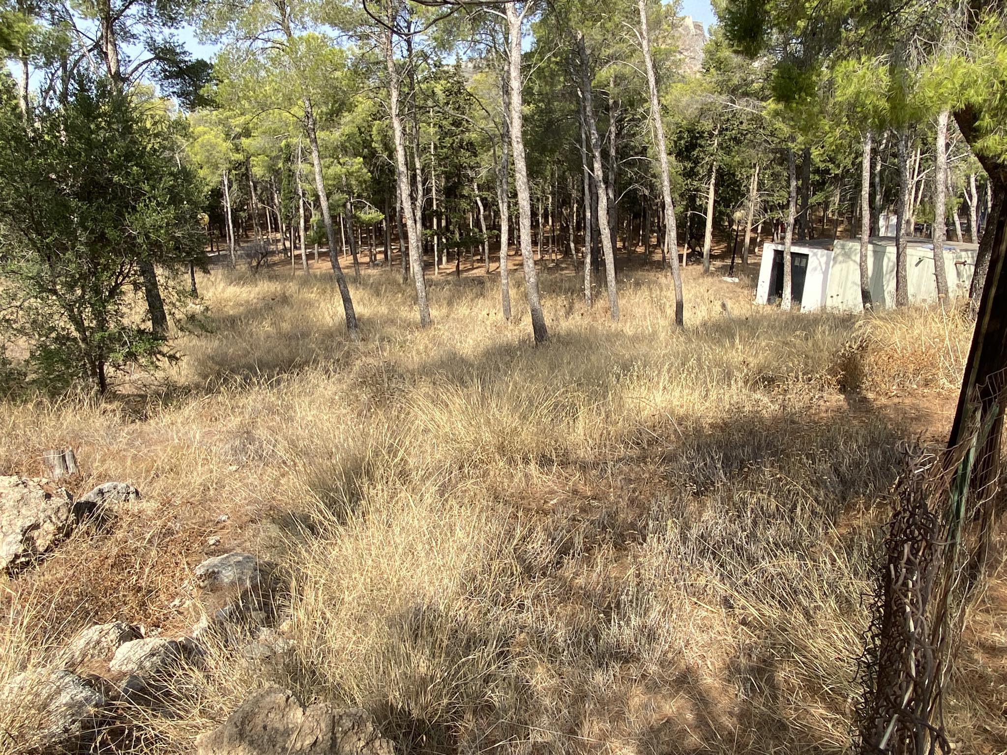 Άλσος Καψαλίου