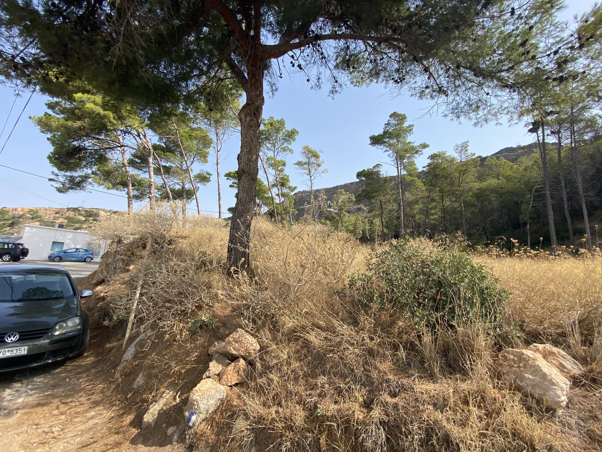 Άλσος Καψαλίου