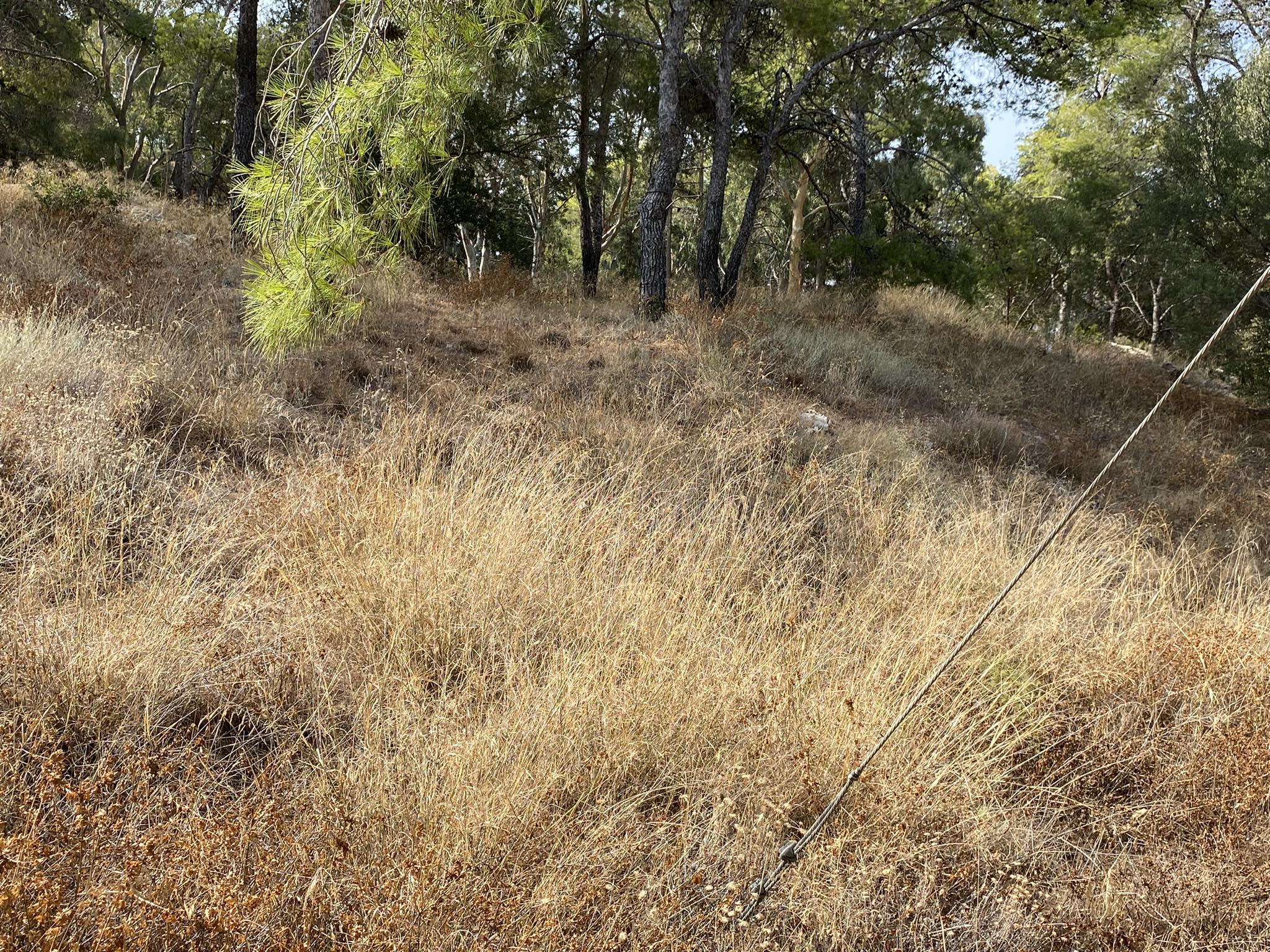 Άλσος Καψαλίου