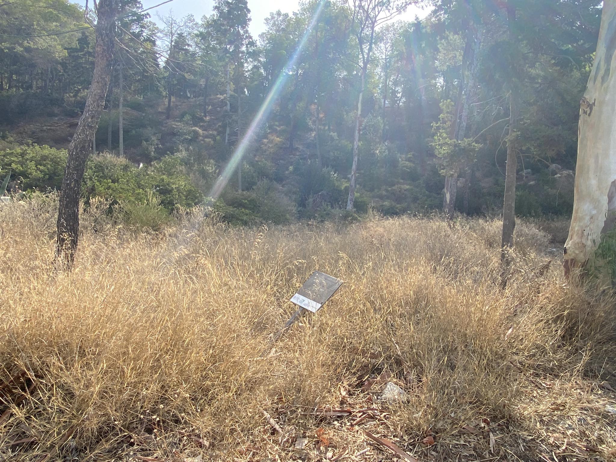 Άλσος Καψαλίου