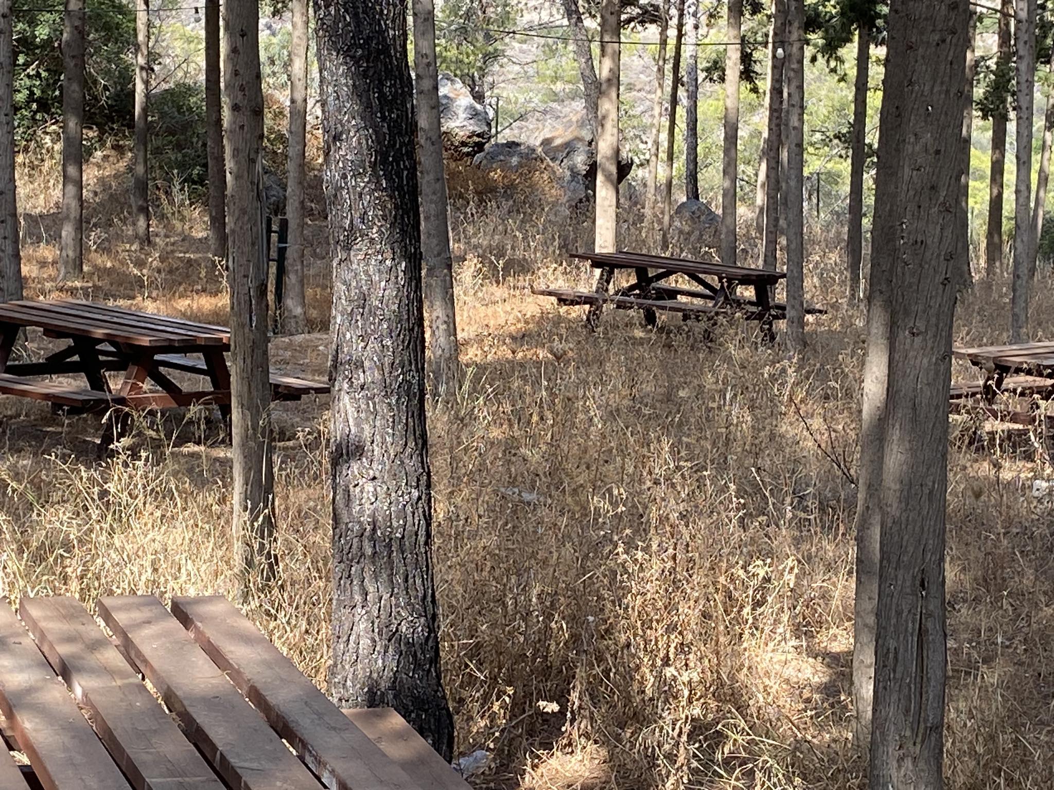 Άλσος Καψαλίου